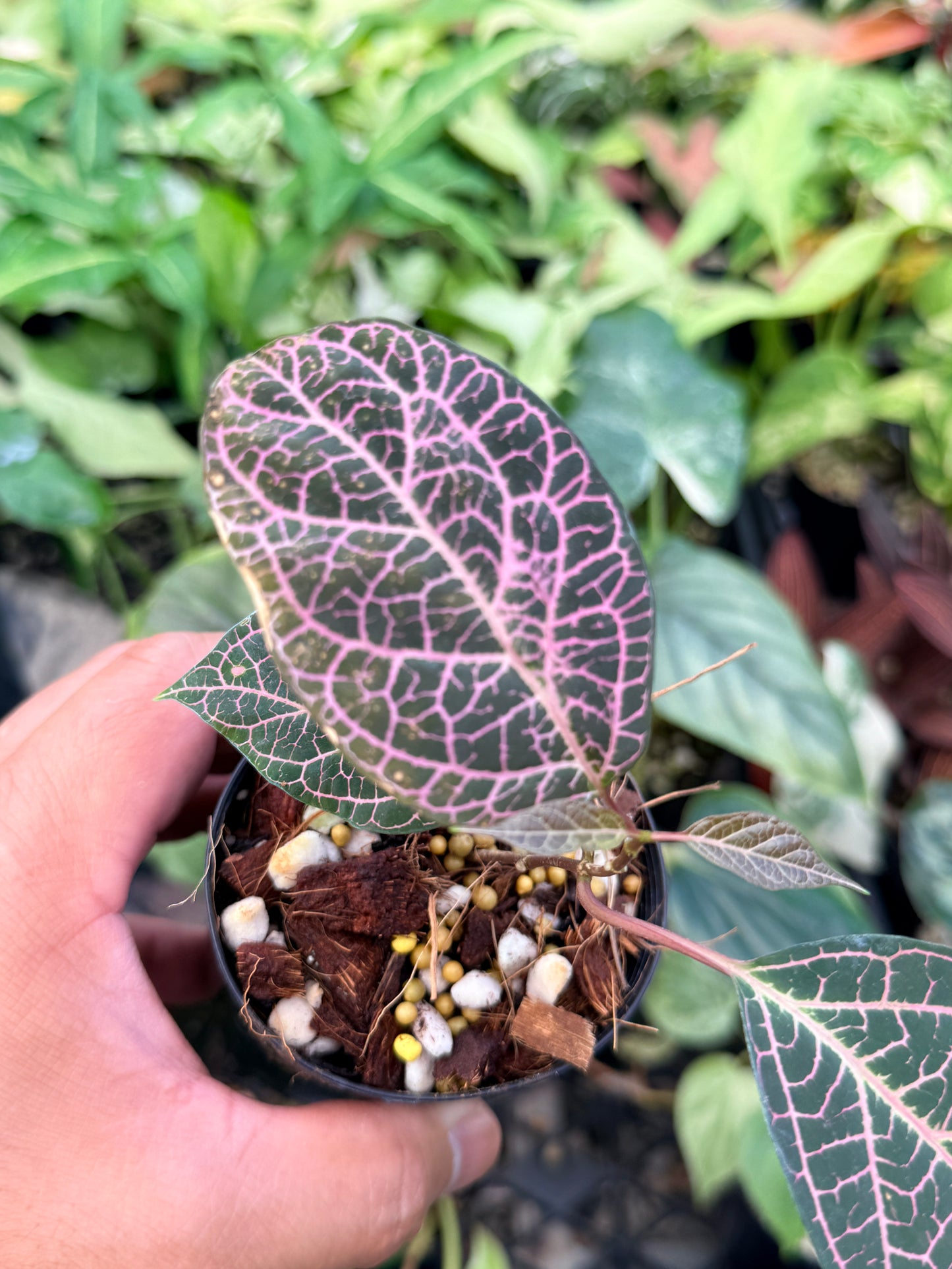 Prestonia Quinquangularis 'Dogbane' N33