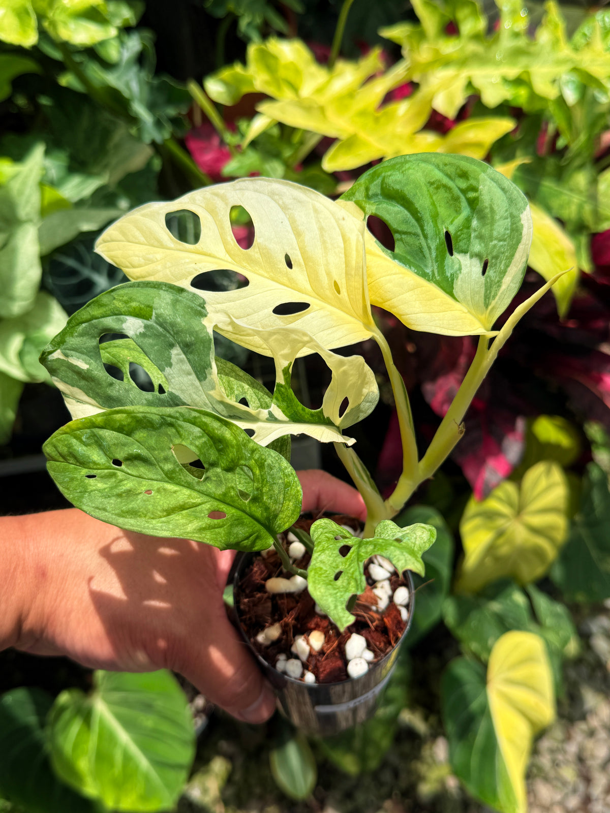 Monstera adansonii ‘Variegated Albo’ R53