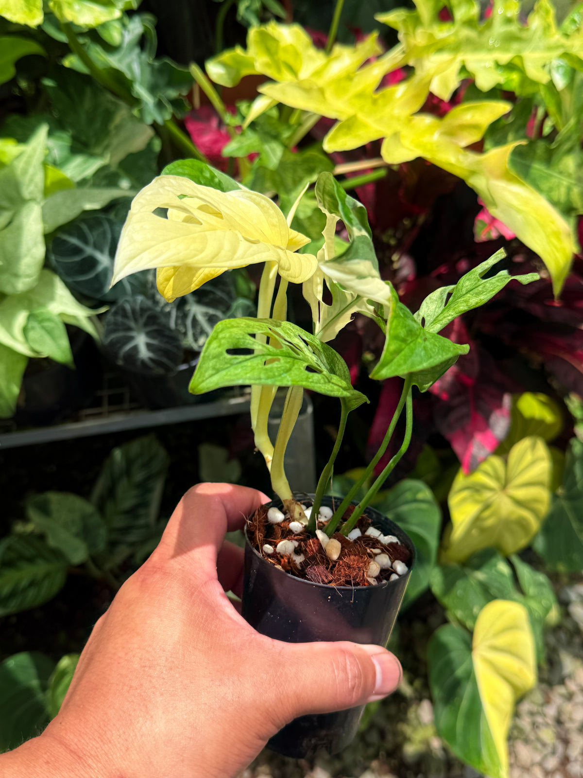 Monstera adansonii ‘Variegated Albo’ R53