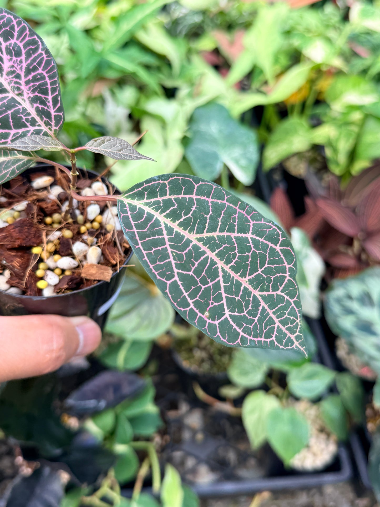 Prestonia Quinquangularis 'Dogbane' N33