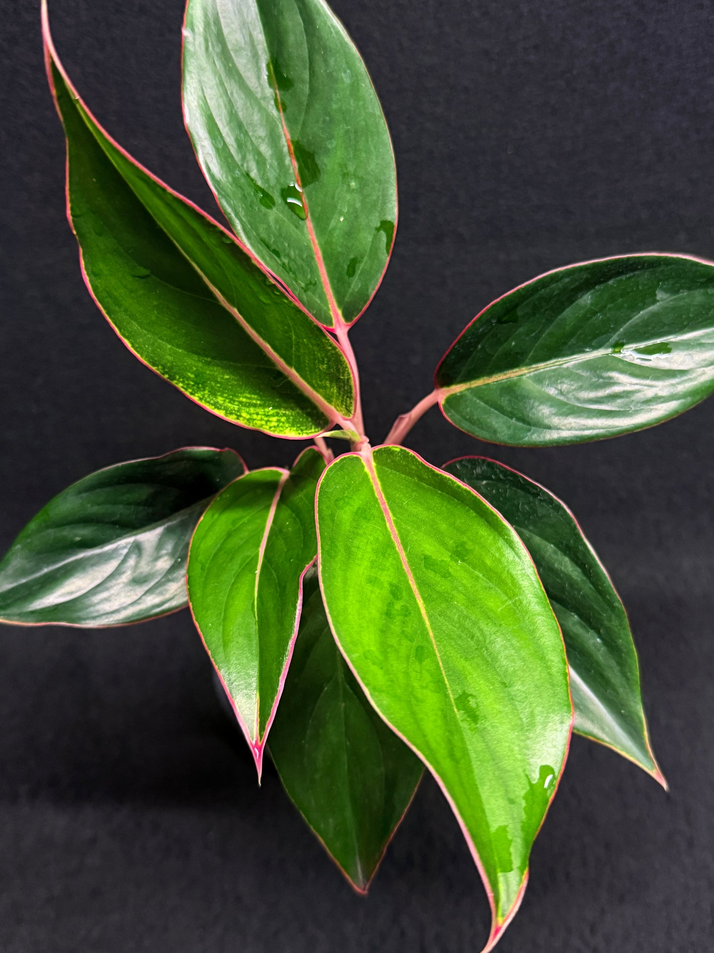Aglaonema 'Sapphire' Z1