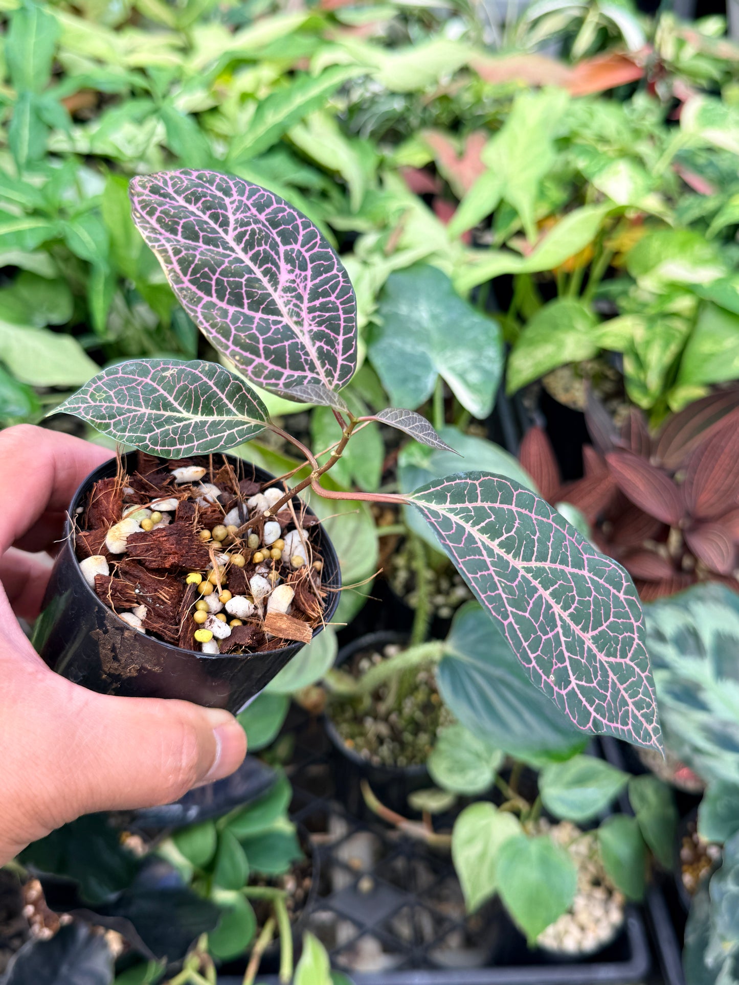 Prestonia Quinquangularis 'Dogbane' N33