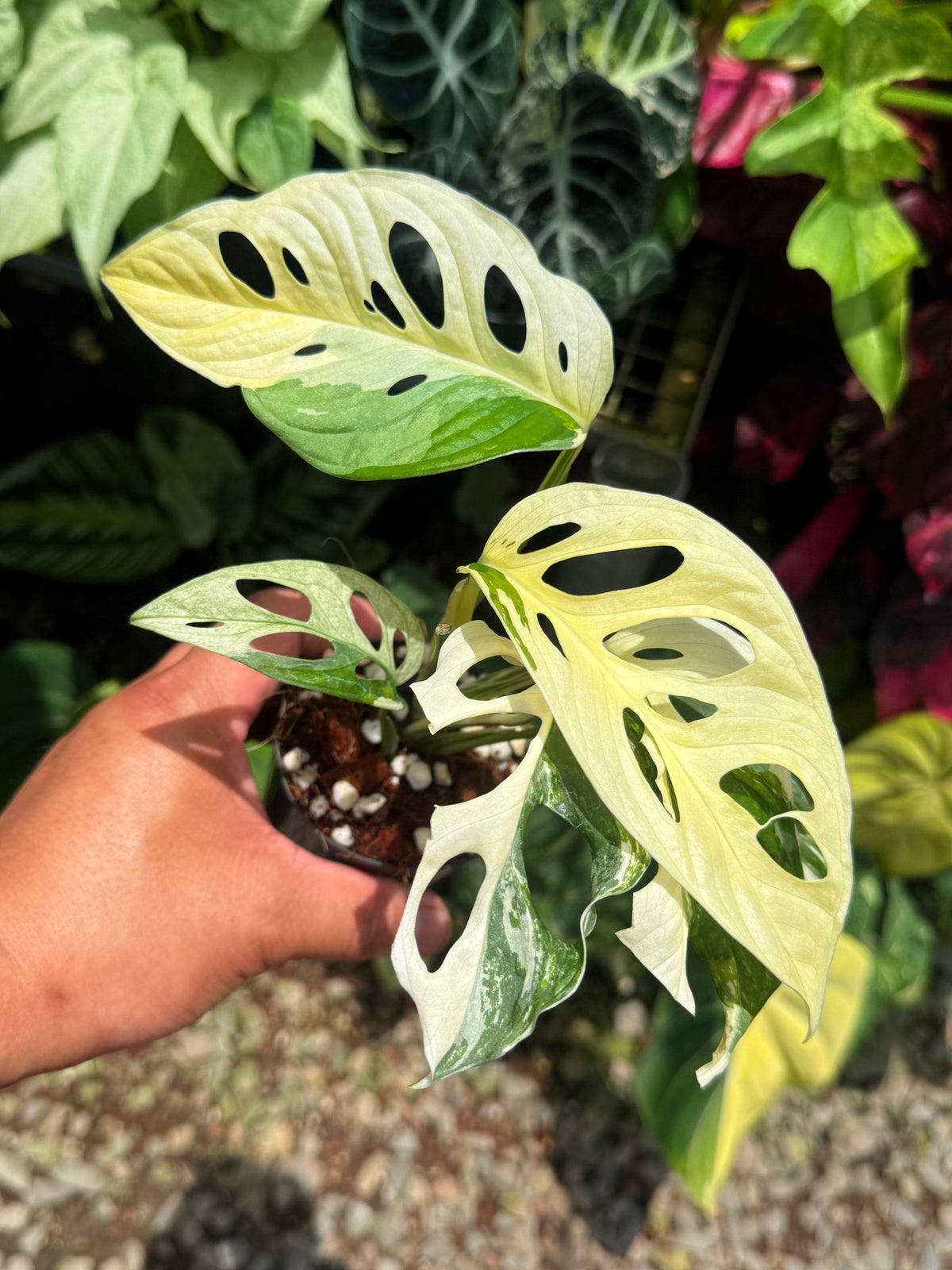 Monstera adansonii ‘Variegated Albo’ R54