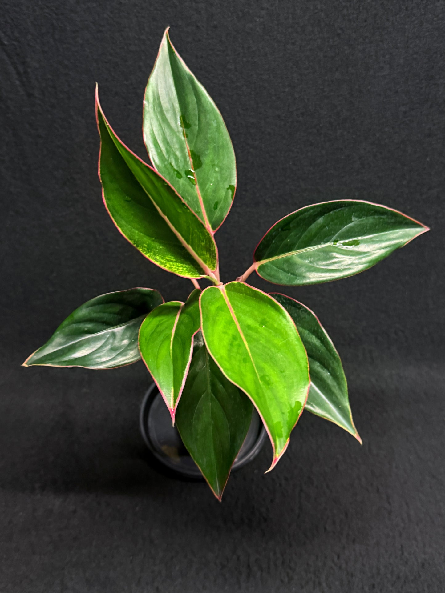 Aglaonema 'Sapphire' Z1