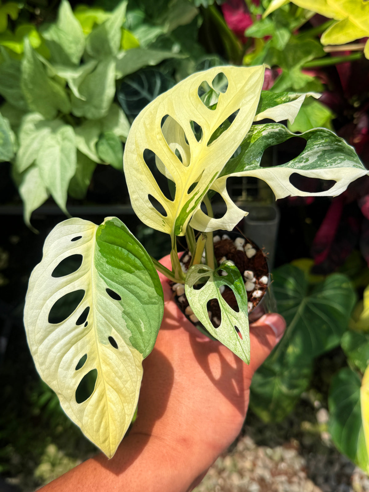 Monstera adansonii ‘Variegated Albo’ R54