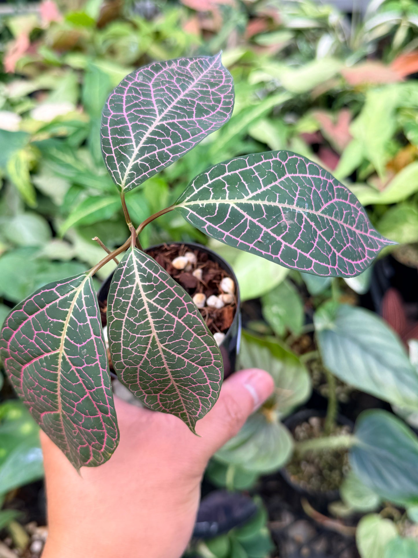Prestonia Quinquangularis 'Dogbane' N32