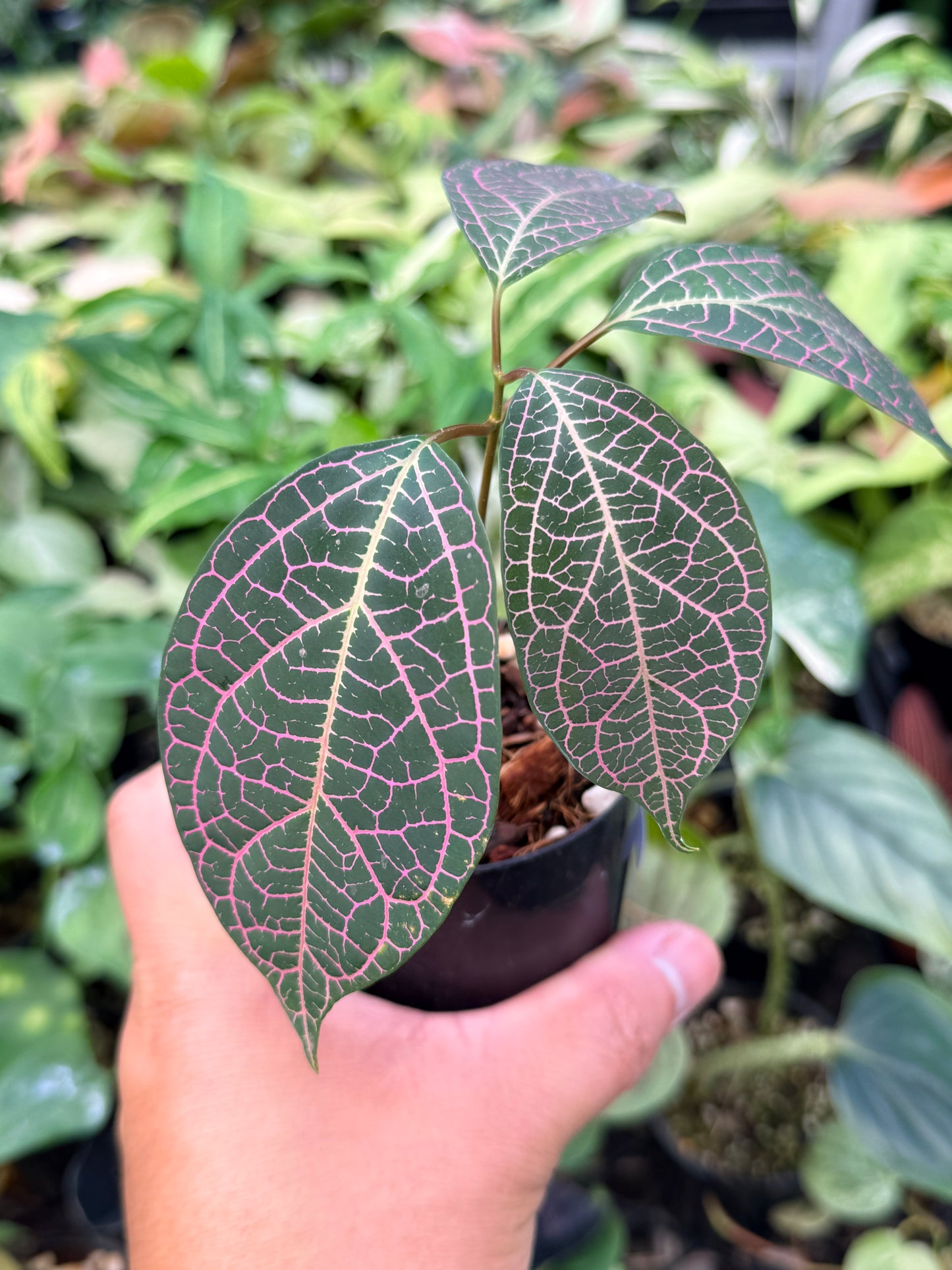 Prestonia Quinquangularis 'Dogbane' N32