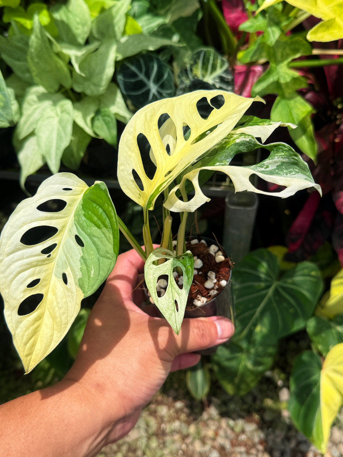 Monstera adansonii ‘Variegated Albo’ R54