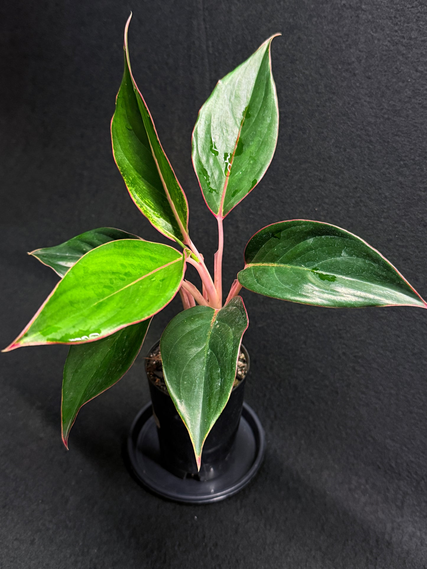 Aglaonema 'Sapphire' Z1