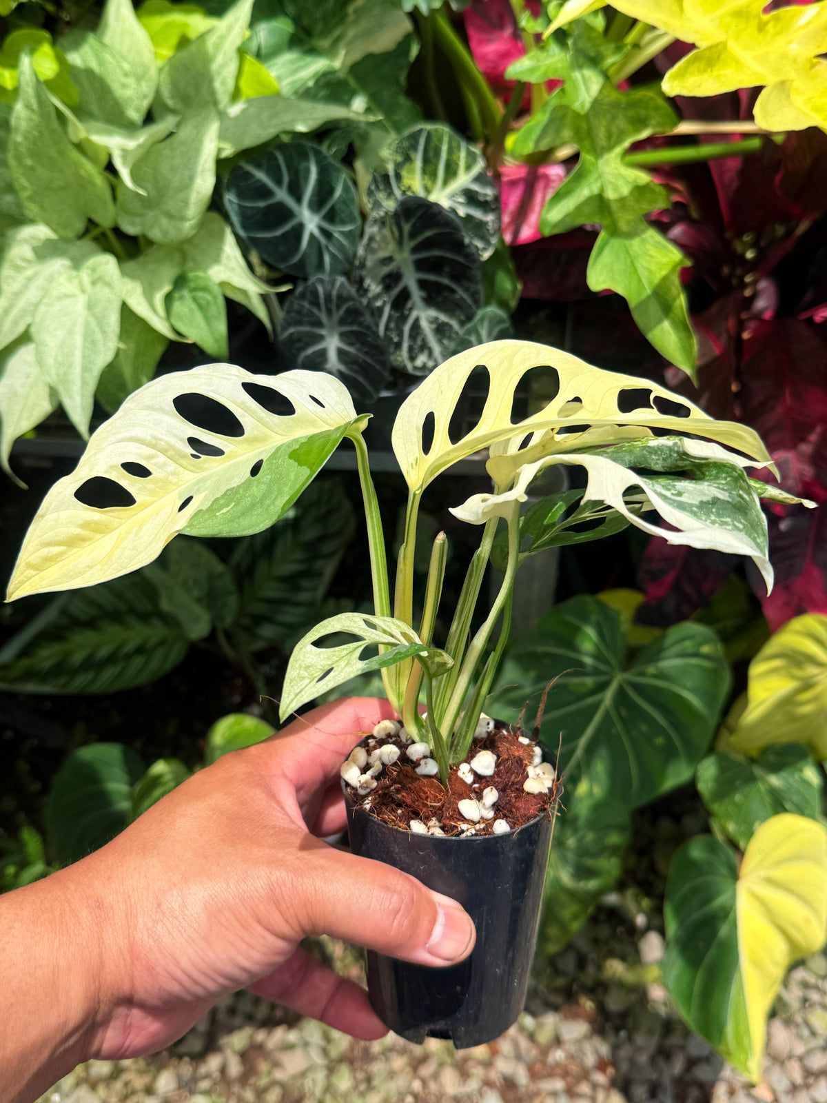 Monstera adansonii ‘Variegated Albo’ R54