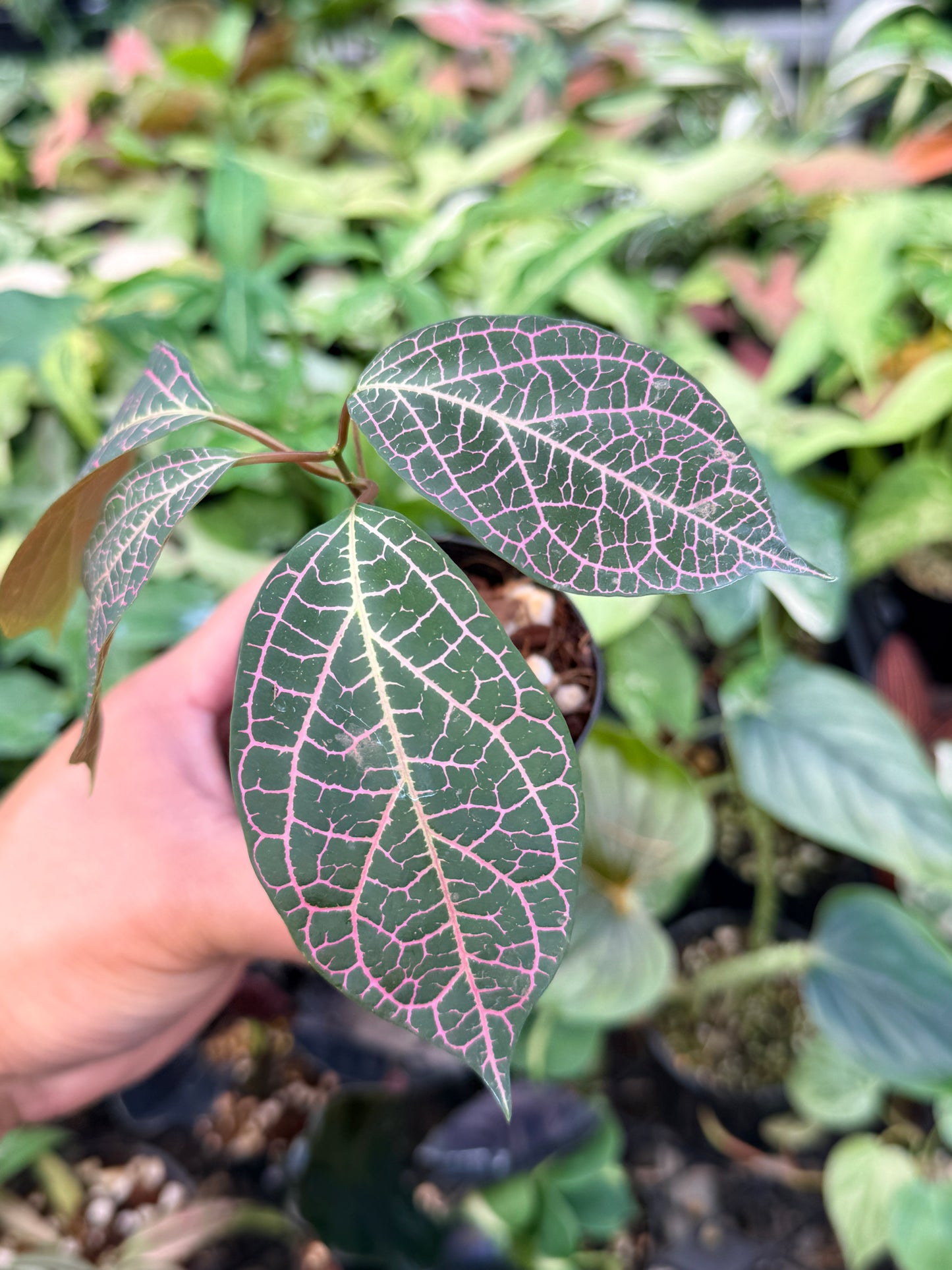 Prestonia Quinquangularis 'Dogbane' N32