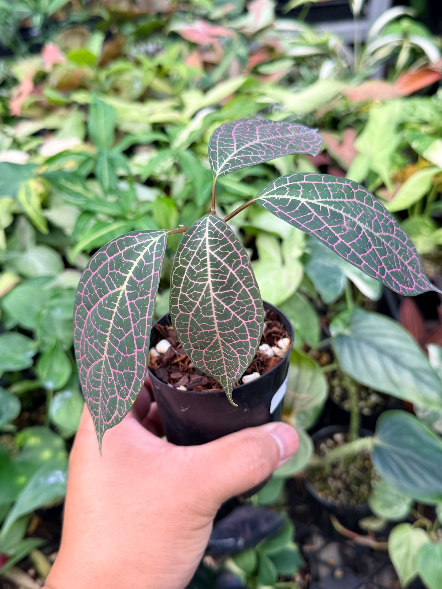 Prestonia Quinquangularis 'Dogbane' N32