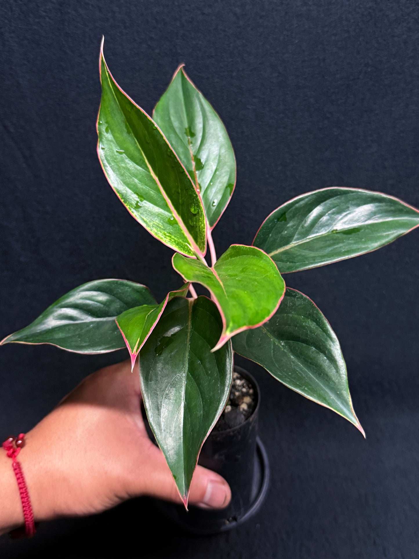Aglaonema 'Sapphire' Z1