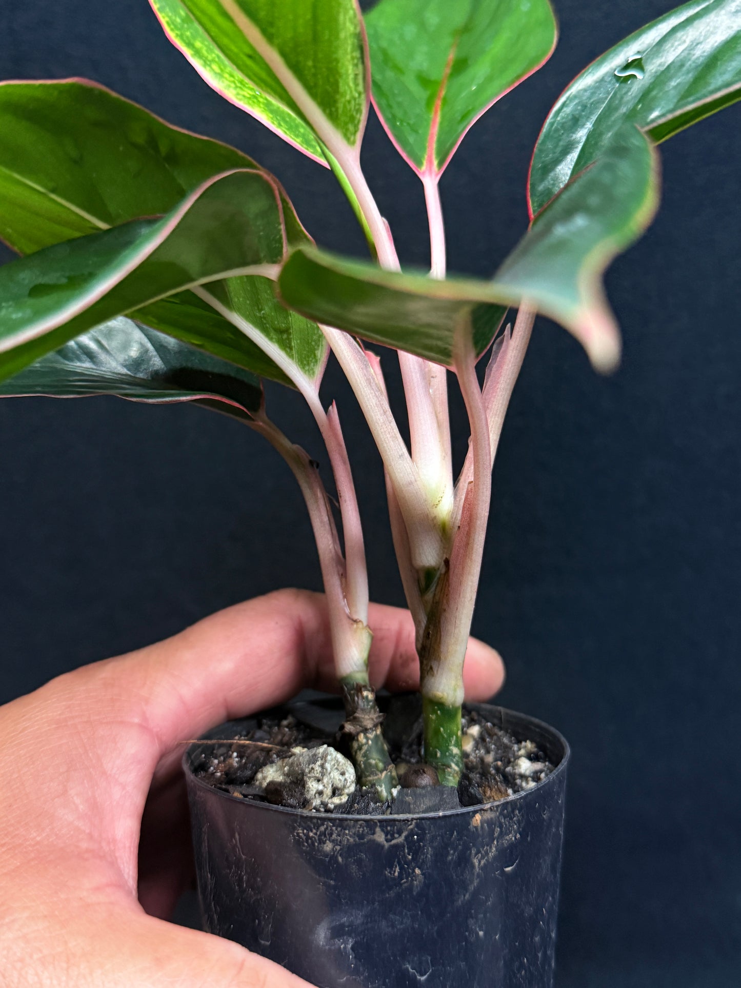 Aglaonema 'Sapphire' Z1