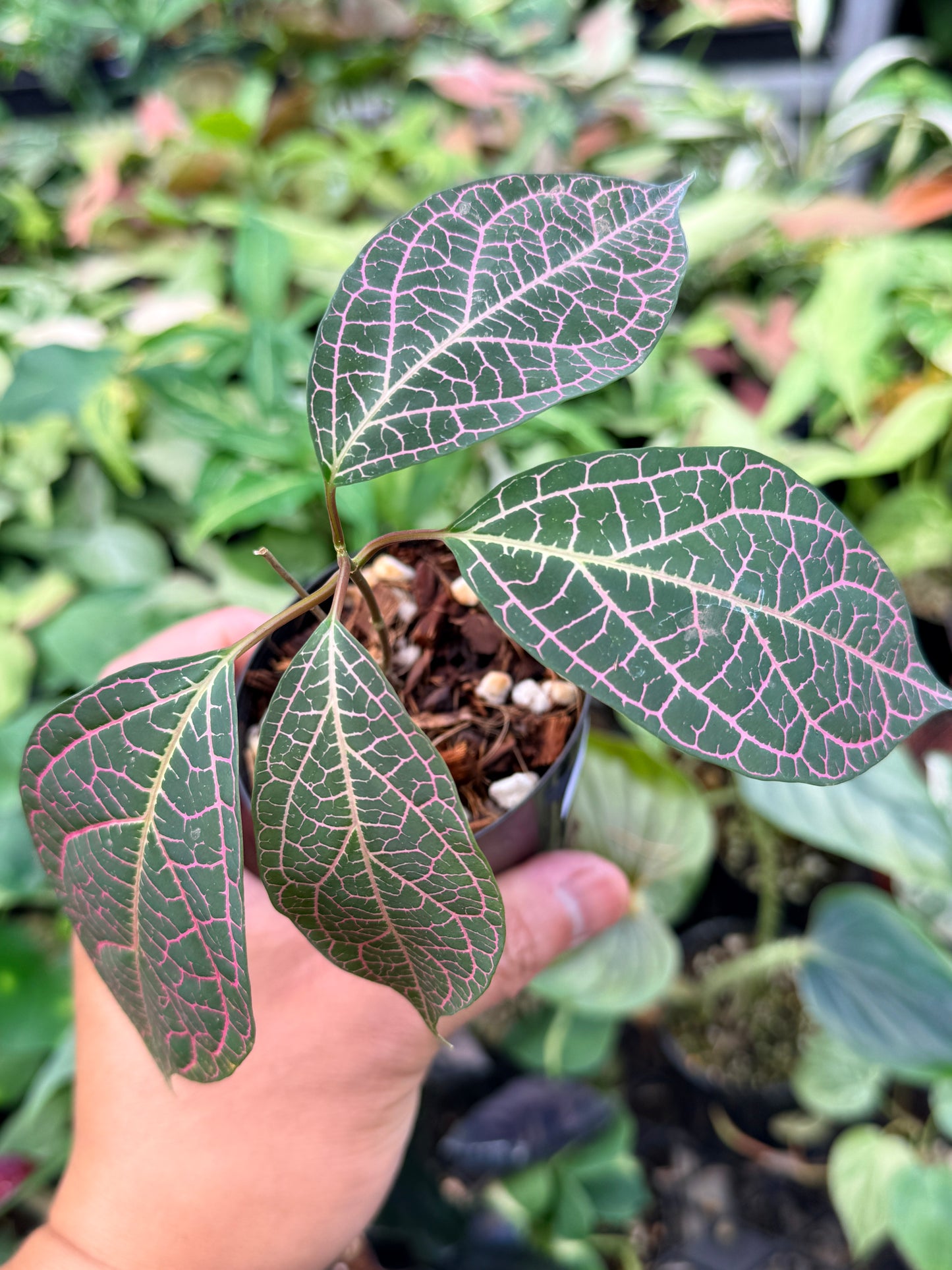 Prestonia Quinquangularis 'Dogbane' N32