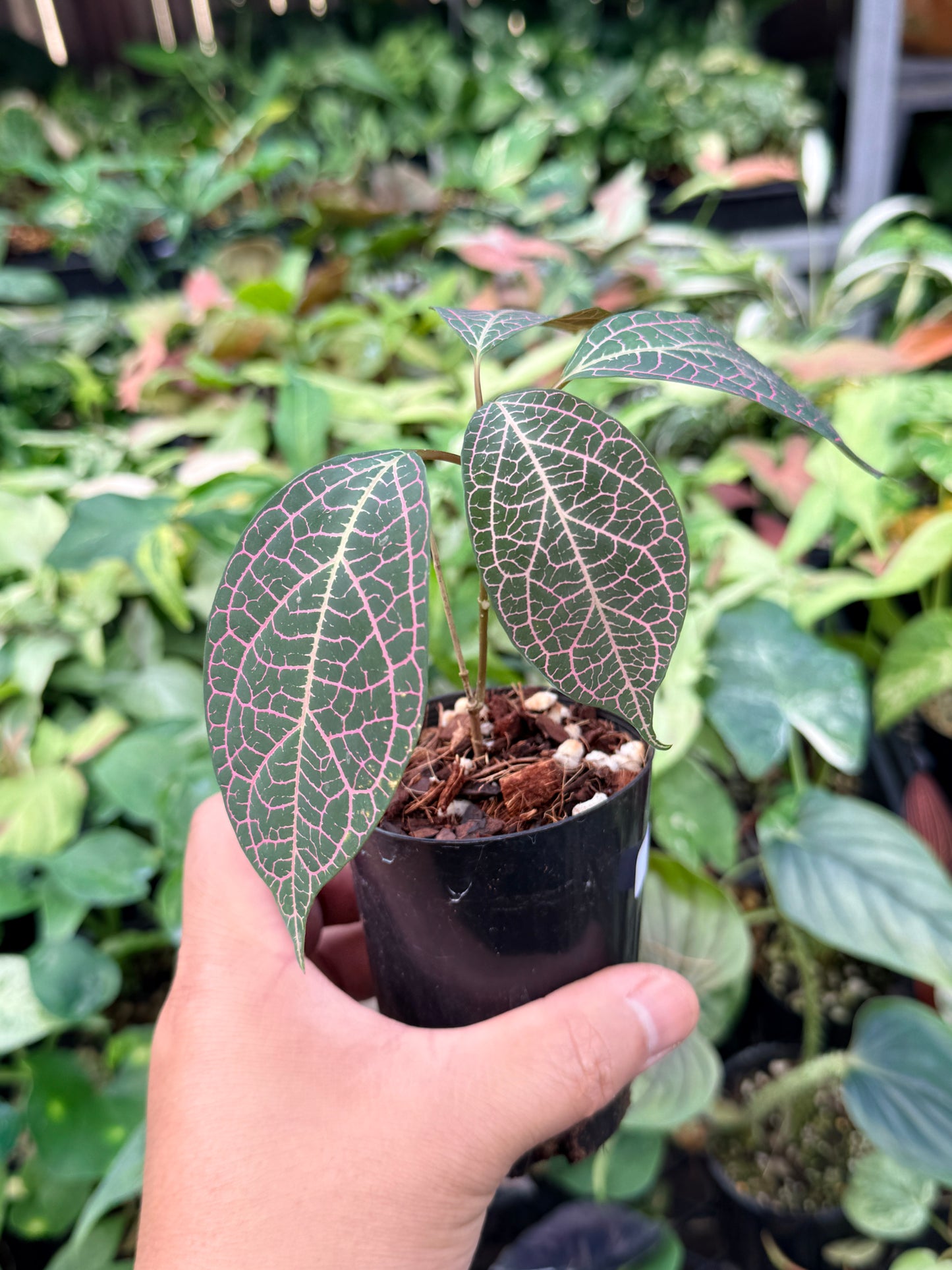 Prestonia Quinquangularis 'Dogbane' N32