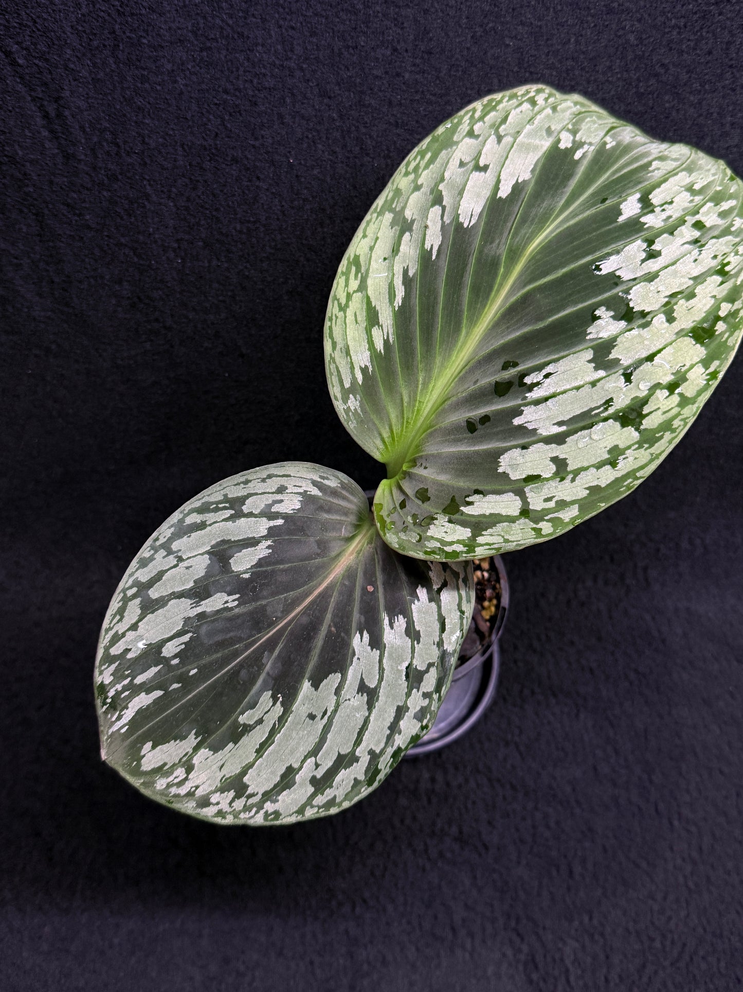 kaempferia aurantiflora Jungle Gold aka Orange Ginger Peacock O81