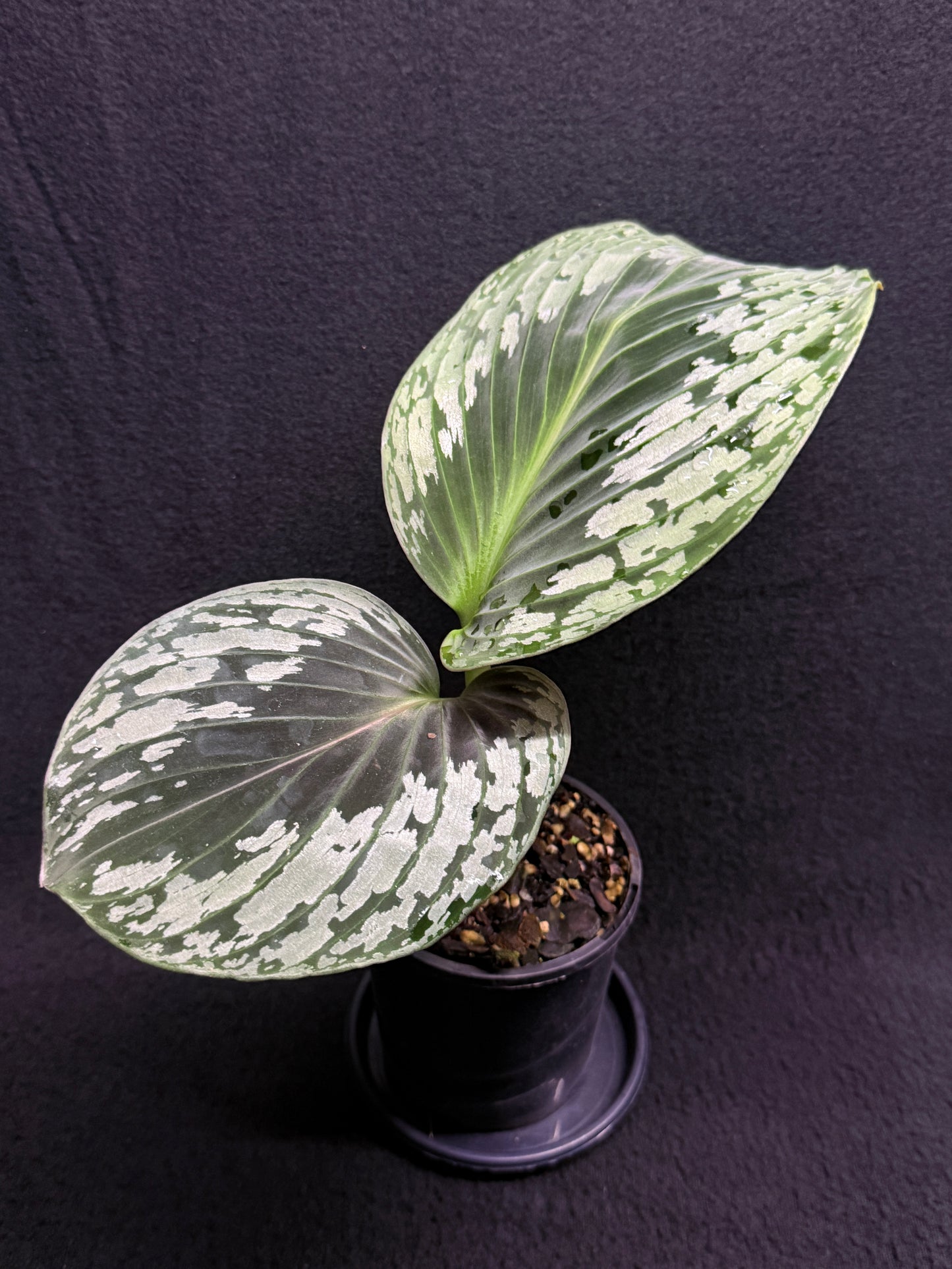 kaempferia aurantiflora Jungle Gold aka Orange Ginger Peacock O81