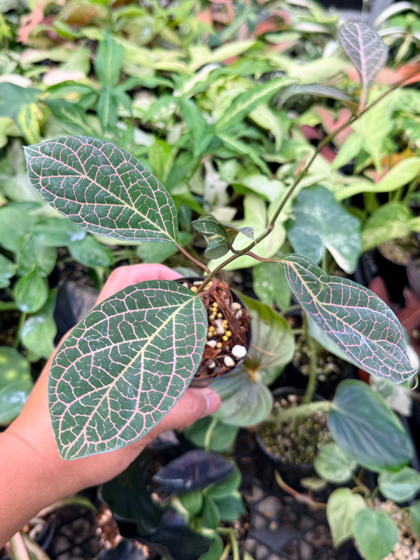 Prestonia Quinquangularis 'Dogbane' N31