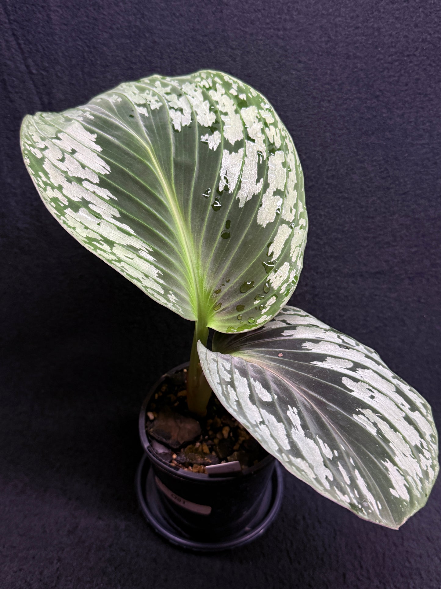 kaempferia aurantiflora Jungle Gold aka Orange Ginger Peacock O81