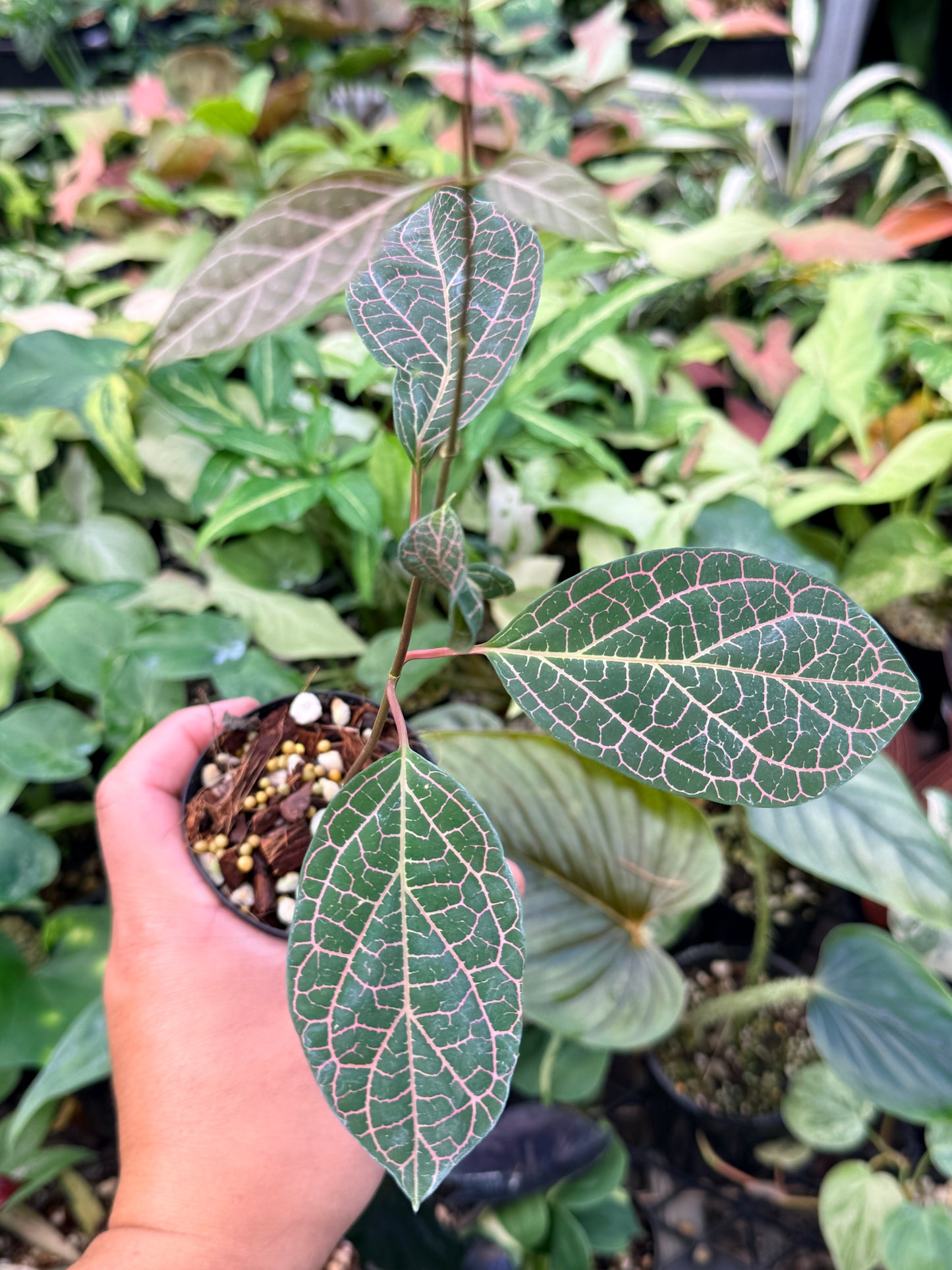 Prestonia Quinquangularis 'Dogbane' N31