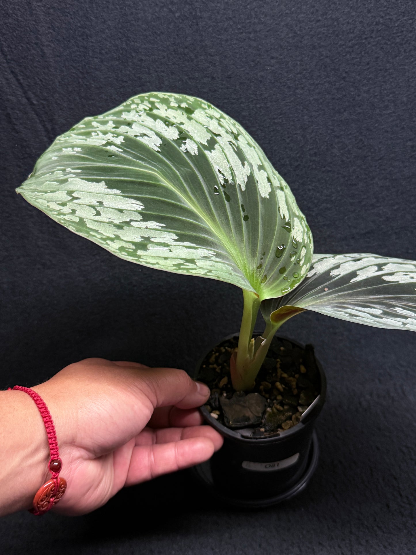 kaempferia aurantiflora Jungle Gold aka Orange Ginger Peacock O81