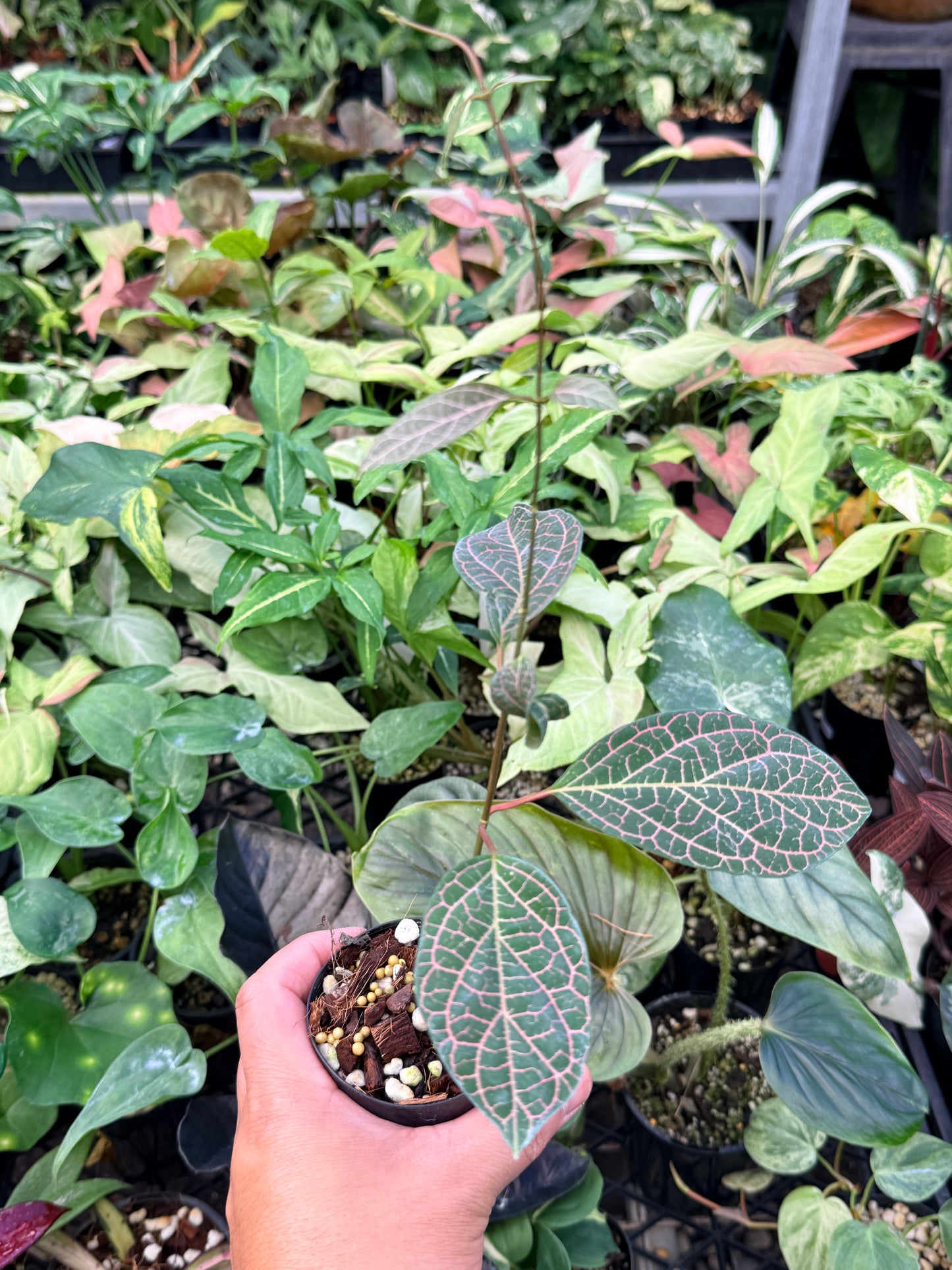 Prestonia Quinquangularis 'Dogbane' N31