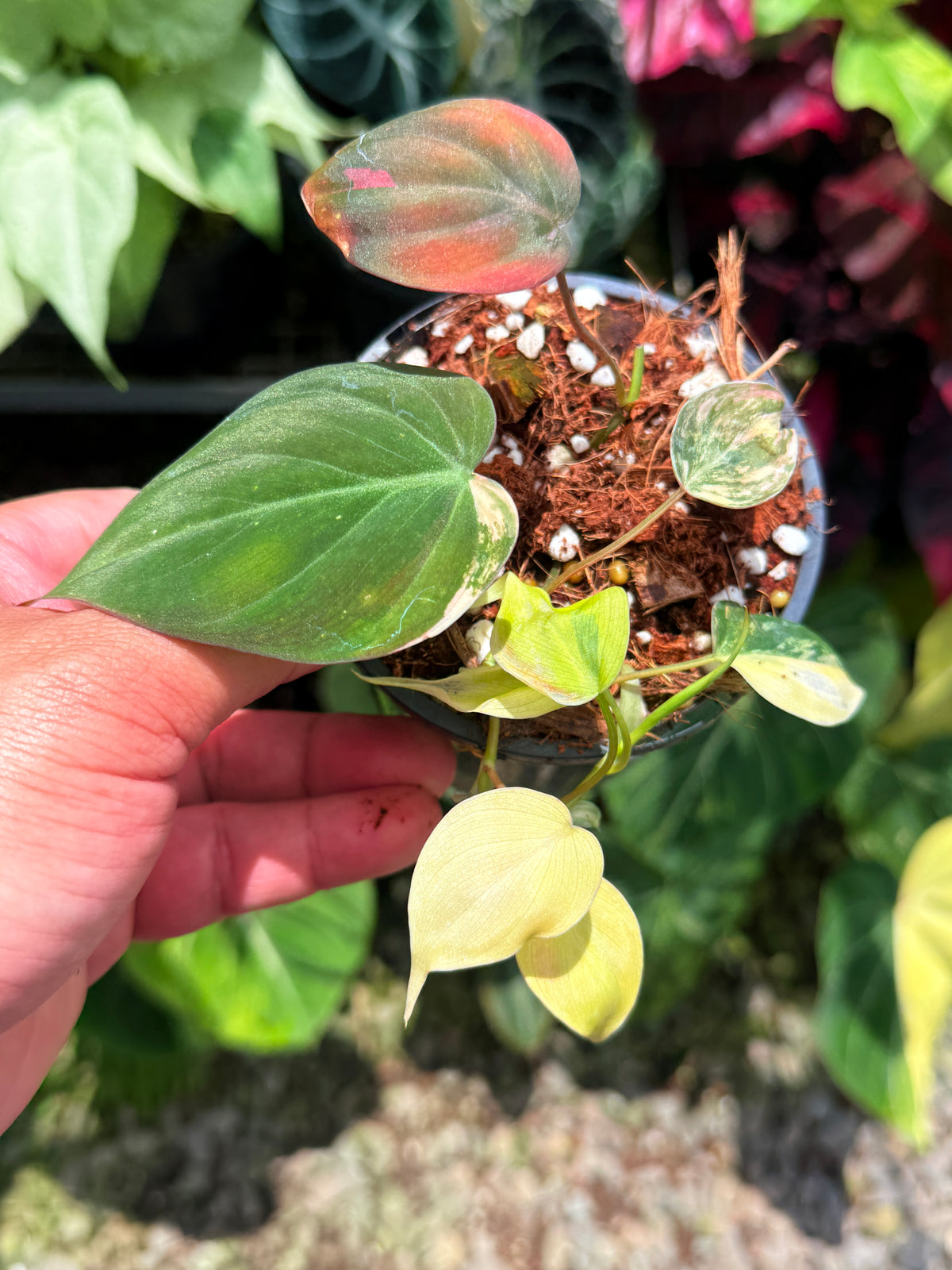Philodendron 'Micans  Variegata' U13