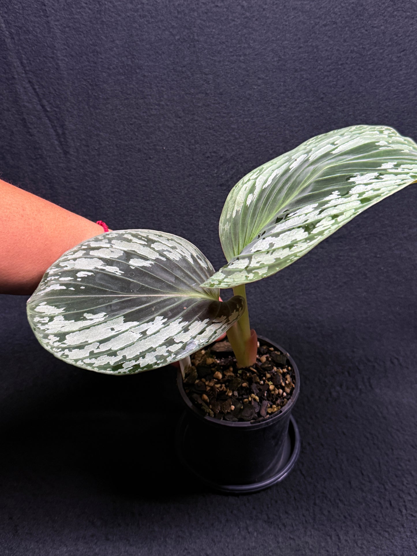 kaempferia aurantiflora Jungle Gold aka Orange Ginger Peacock O81