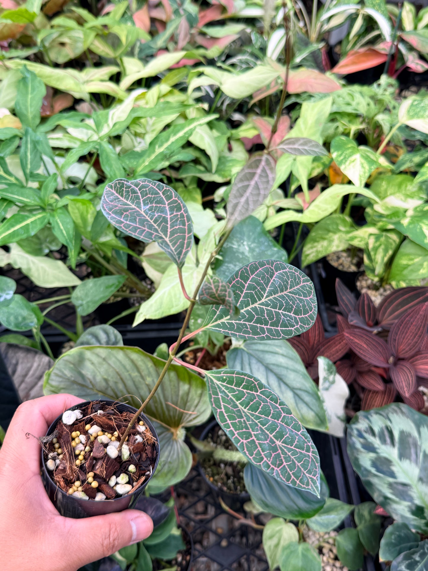 Prestonia Quinquangularis 'Dogbane' N31