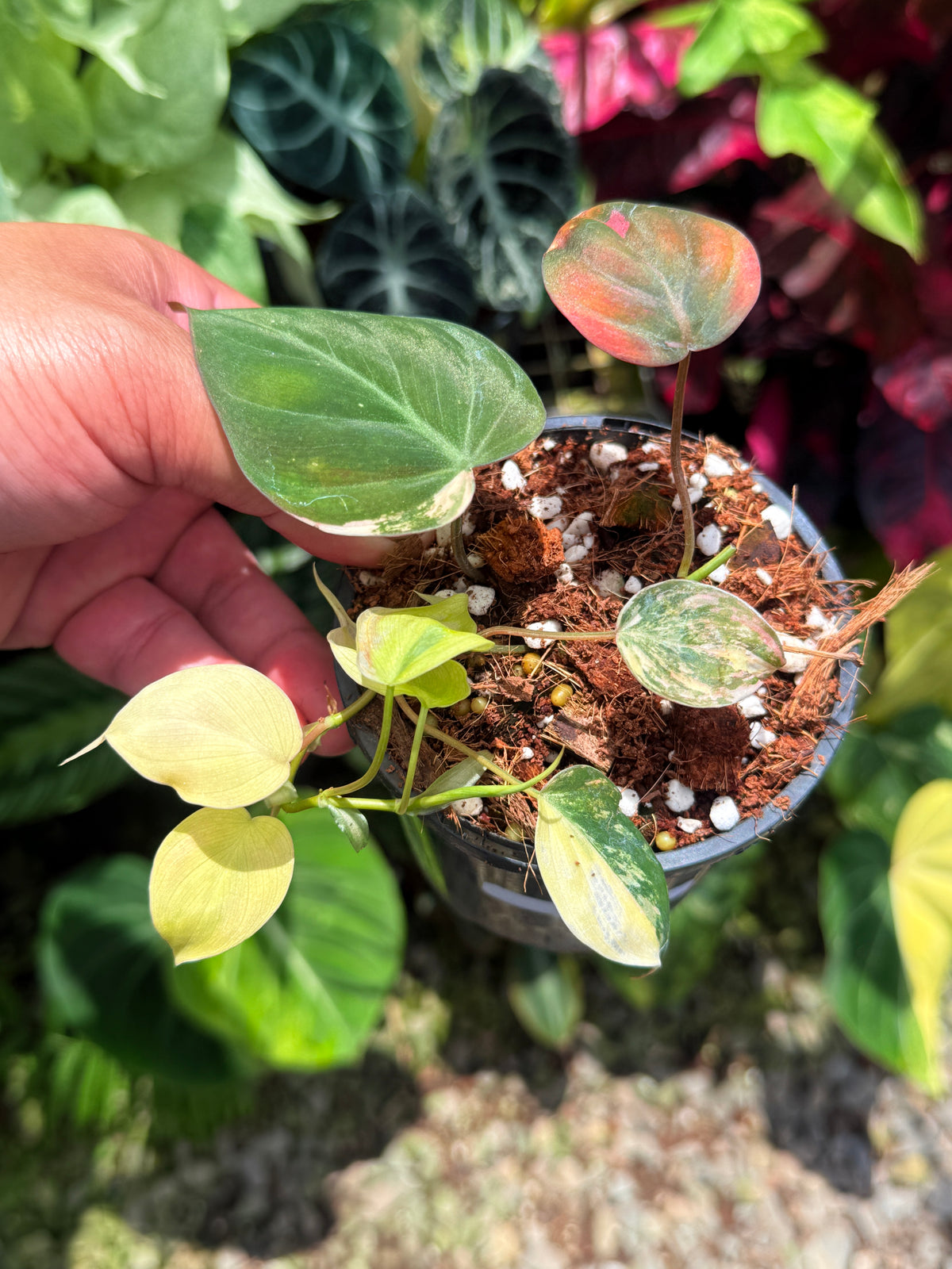 Philodendron 'Micans  Variegata' U13