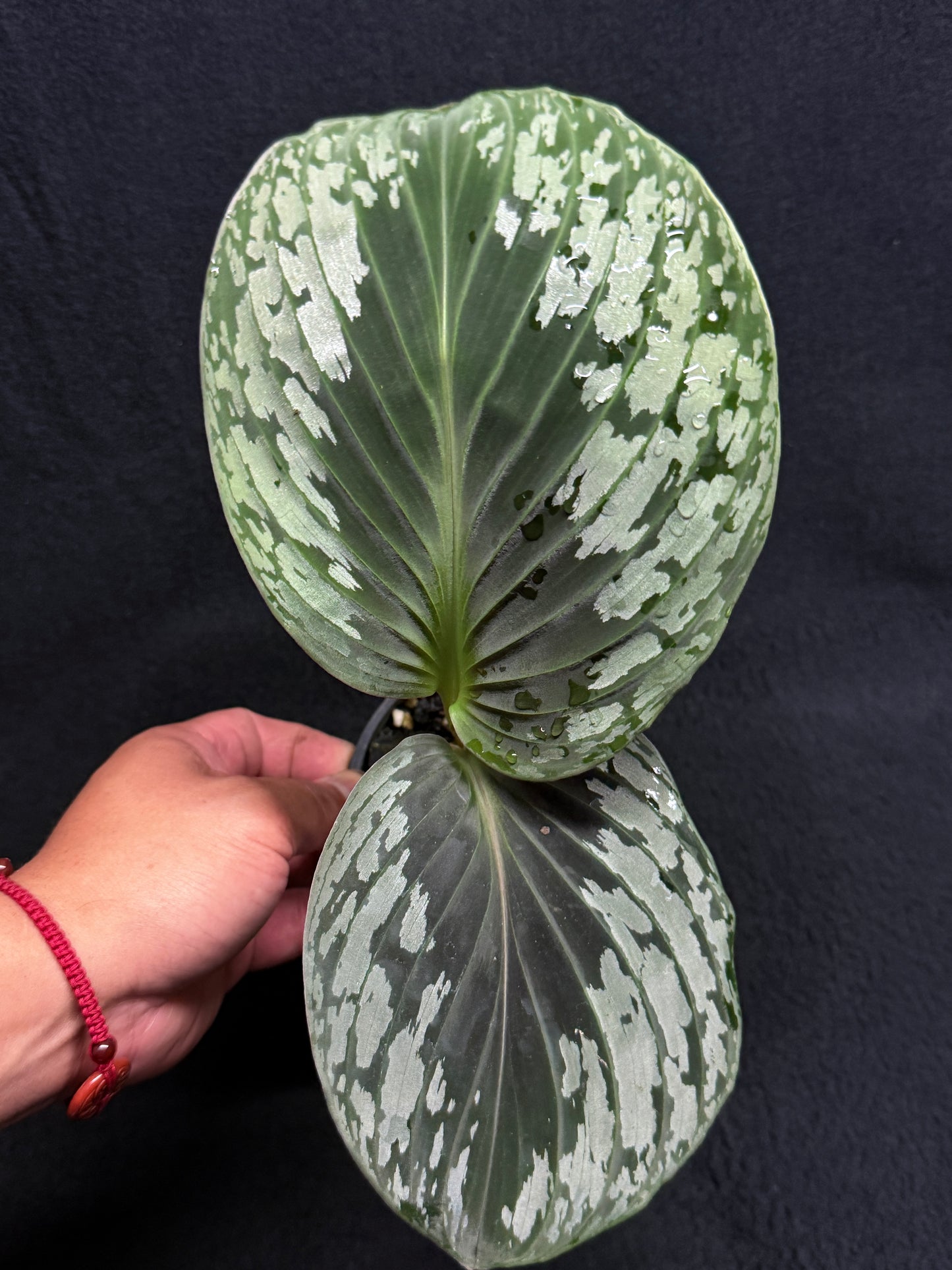 kaempferia aurantiflora Jungle Gold aka Orange Ginger Peacock O81