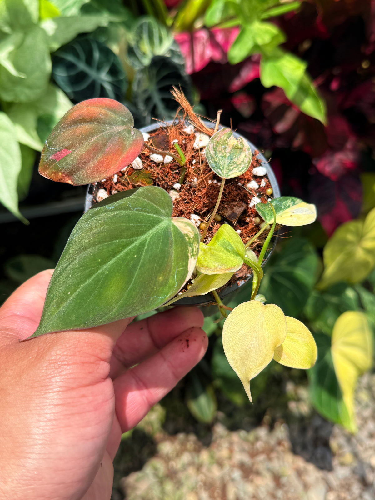 Philodendron 'Micans  Variegata' U13