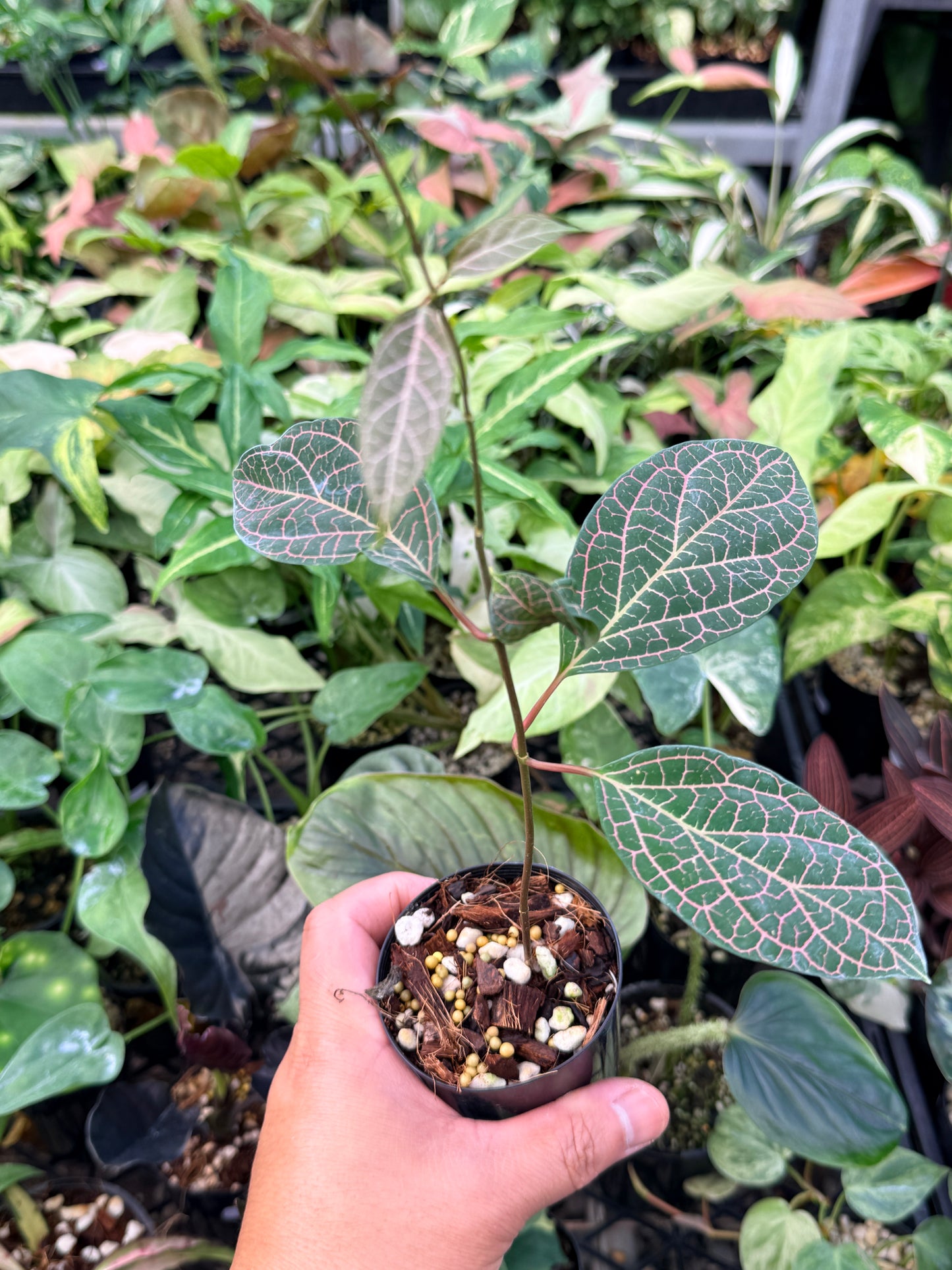 Prestonia Quinquangularis 'Dogbane' N31