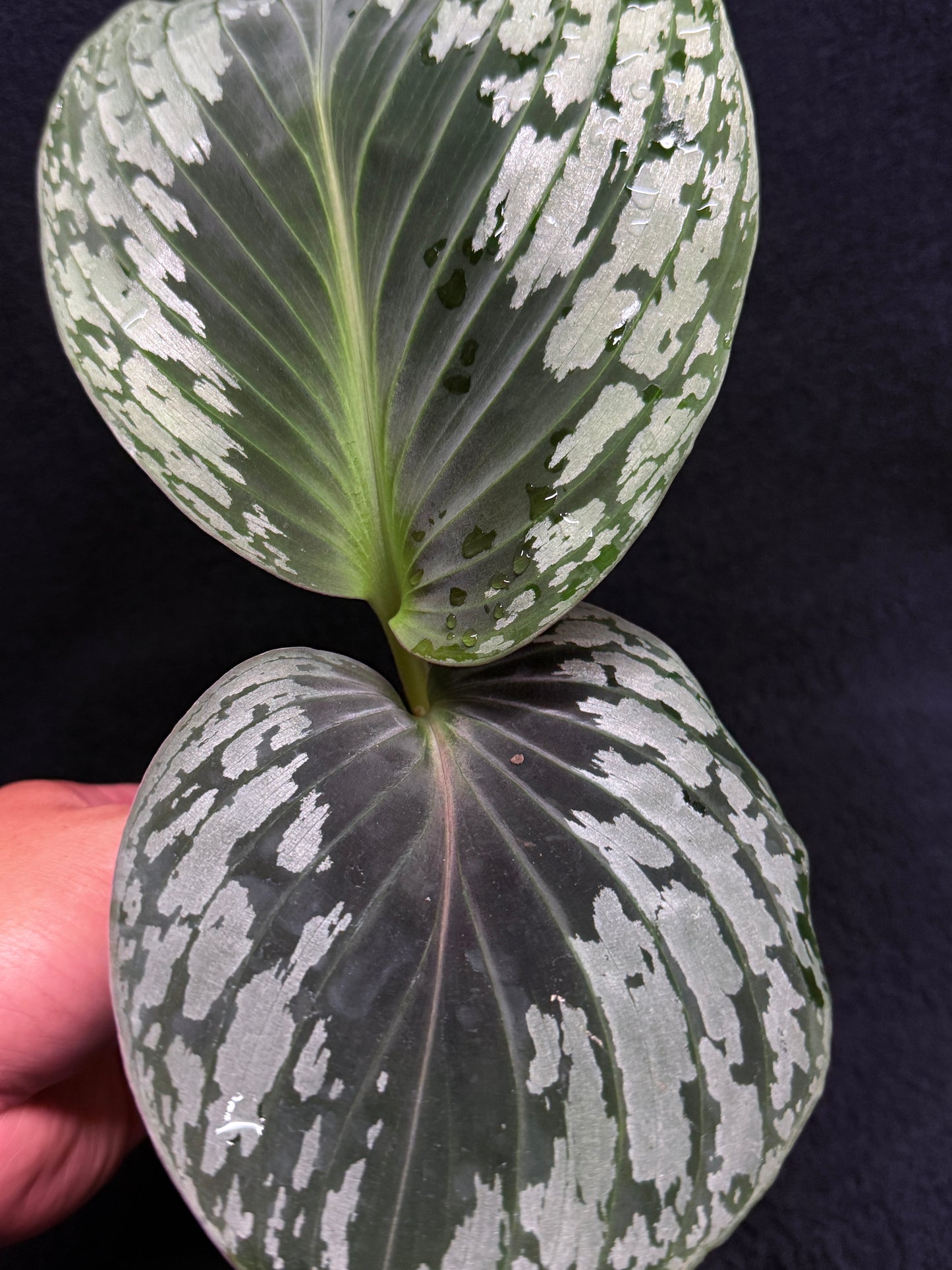 kaempferia aurantiflora Jungle Gold aka Orange Ginger Peacock O81