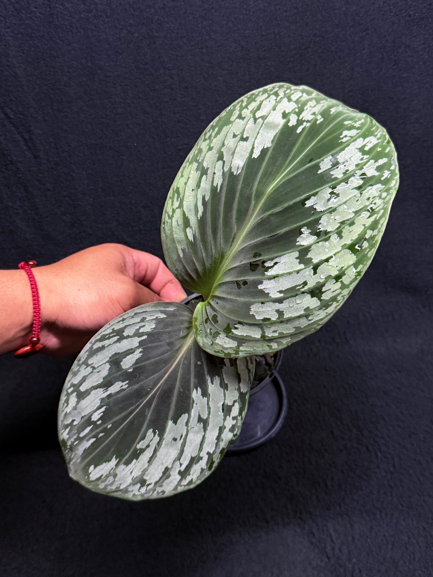 kaempferia aurantiflora Jungle Gold aka Orange Ginger Peacock O81