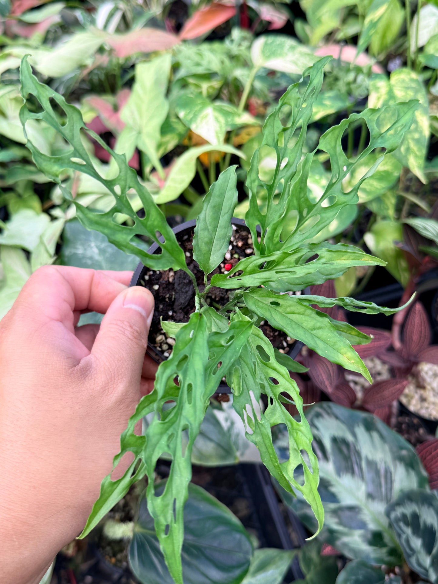 Monstera Peru Obliqua N26