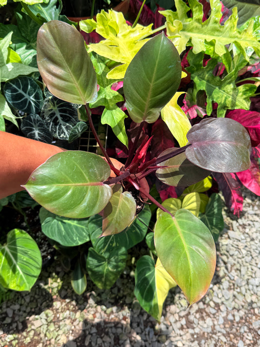 Philodendron 'Cherry Red' U29