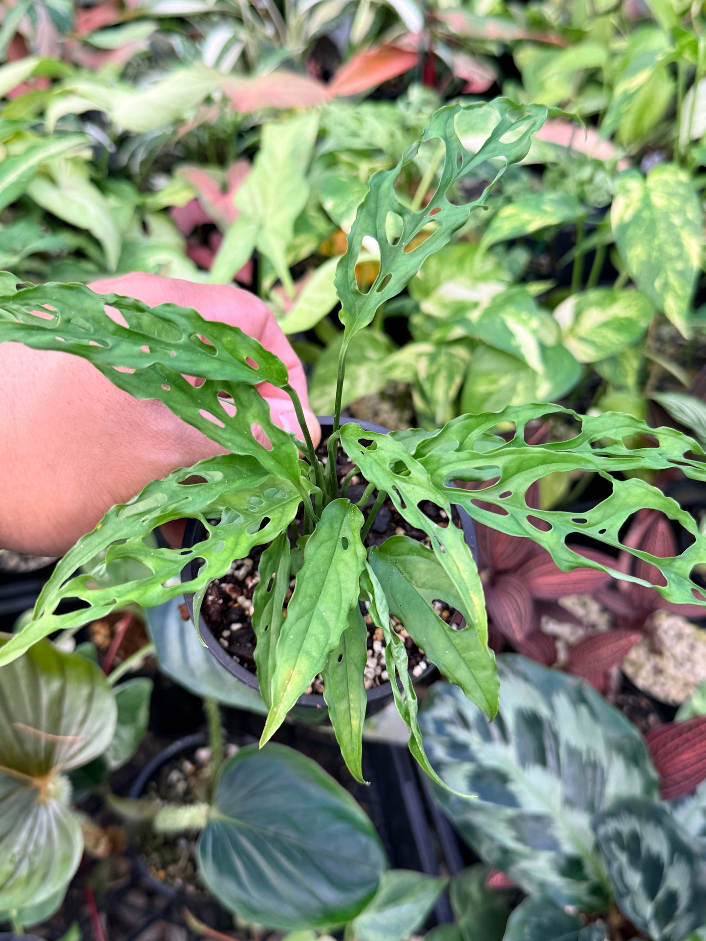 Monstera Peru Obliqua N26