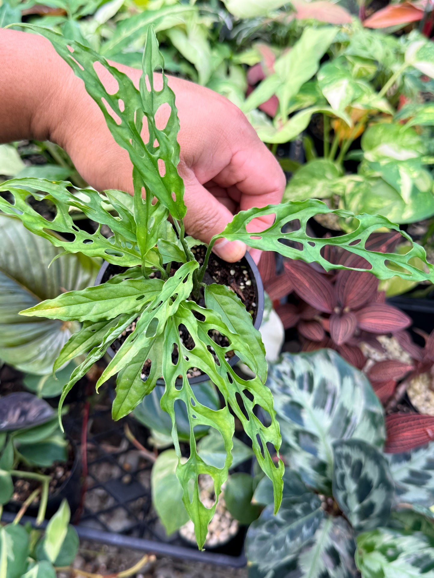 Monstera Peru Obliqua N26