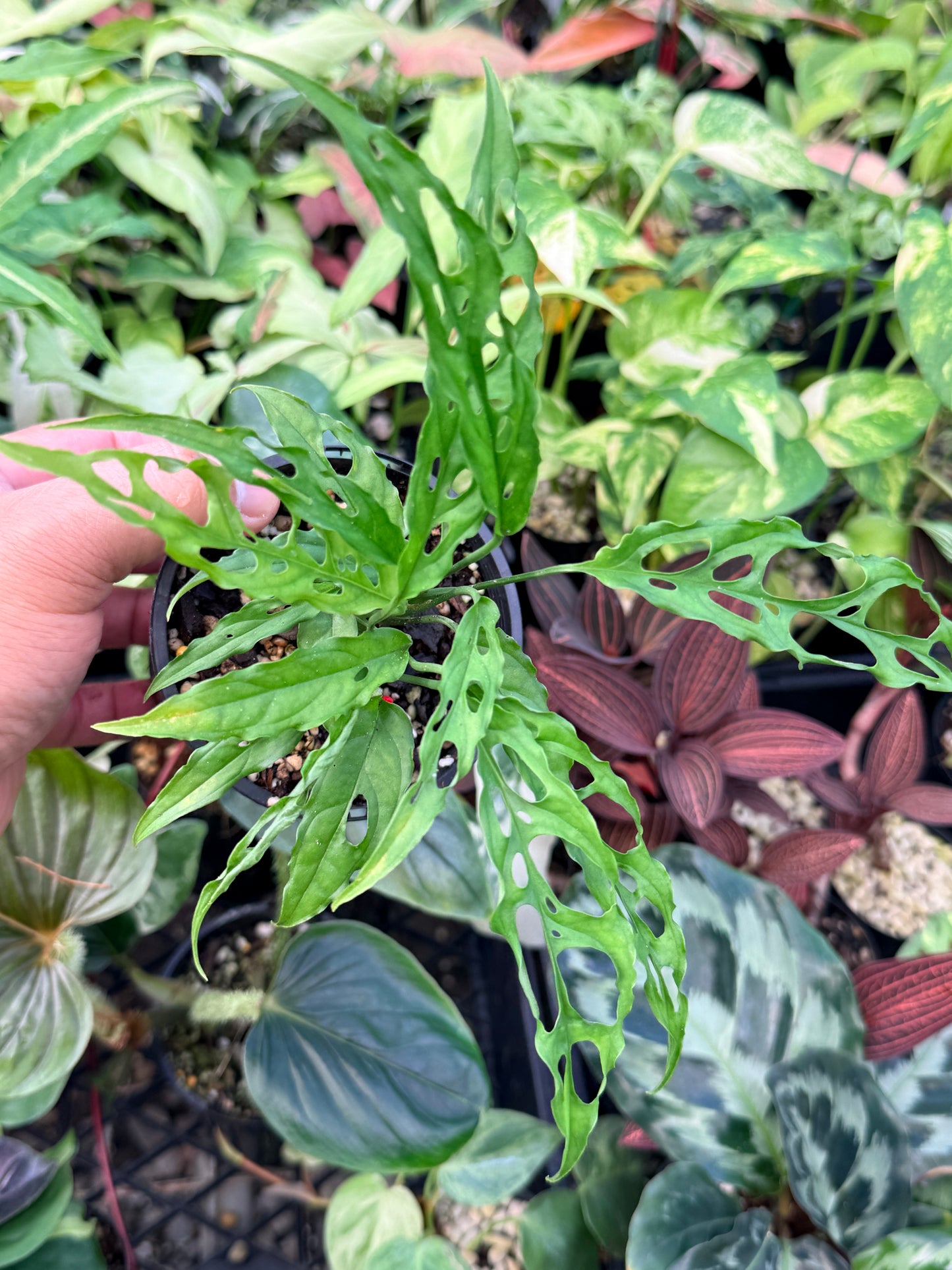 Monstera Peru Obliqua N26