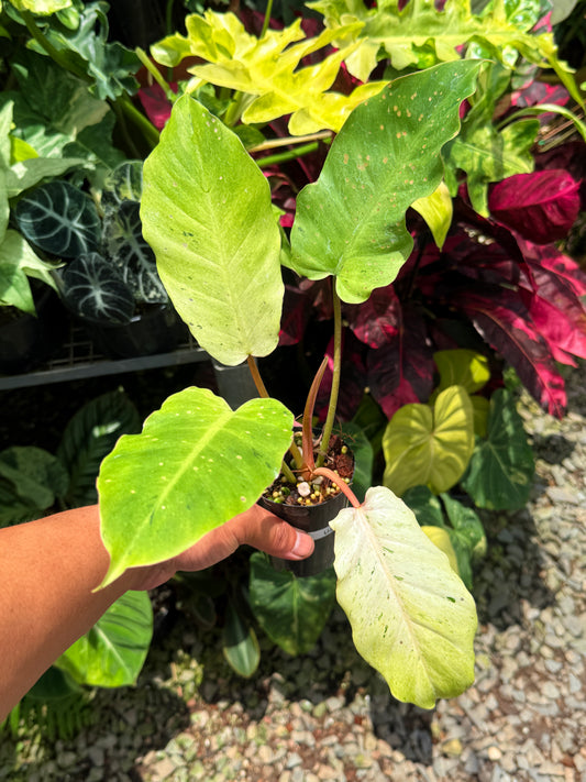 Philodendron 'Snow Drift' U28
