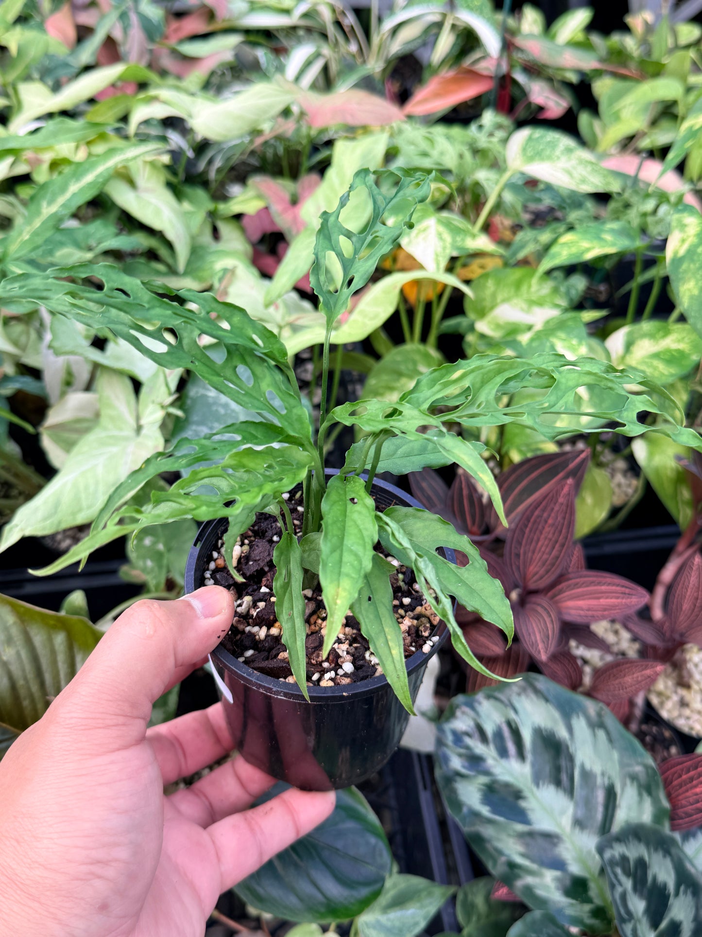 Monstera Peru Obliqua N26