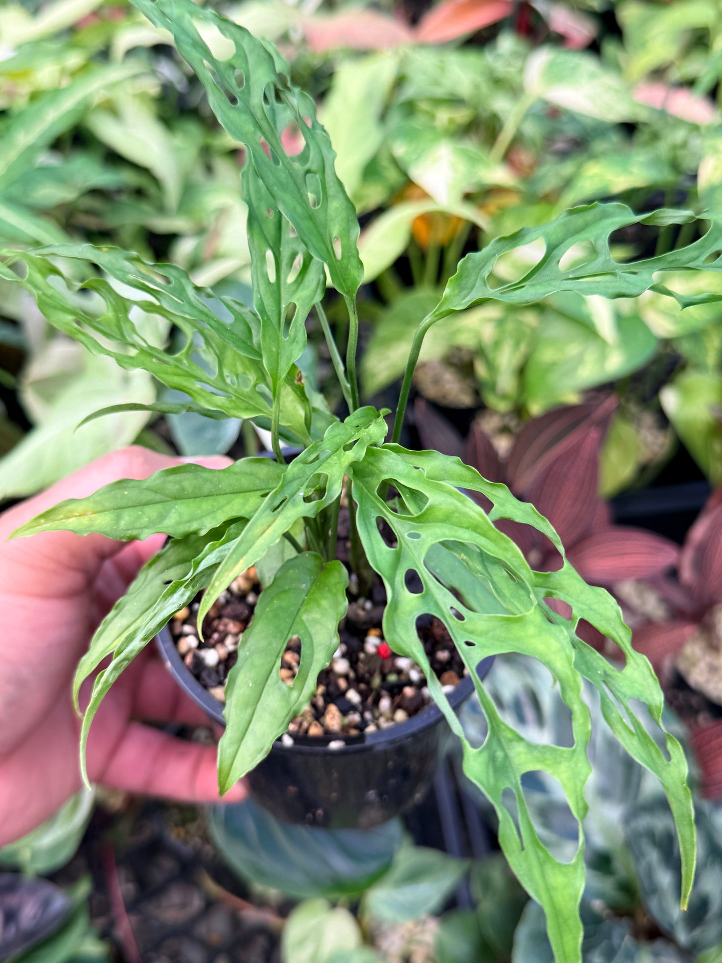 Monstera Peru Obliqua N26