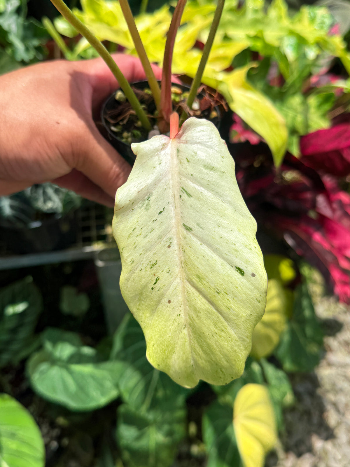 Philodendron 'Snow Drift' U28