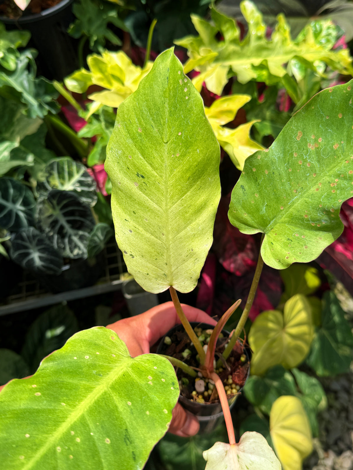Philodendron 'Snow Drift' U28