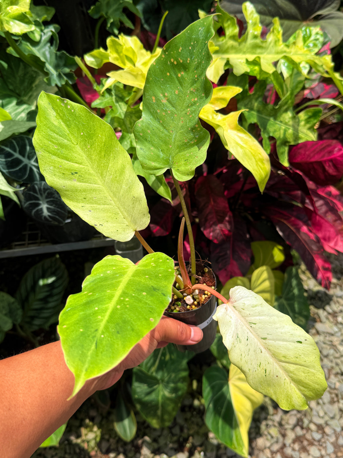 Philodendron 'Snow Drift' U28