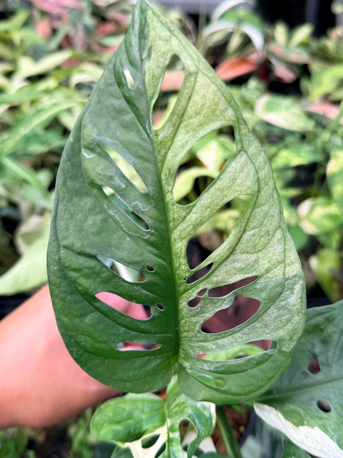 Monstera Adansonii Variegated Albo N25