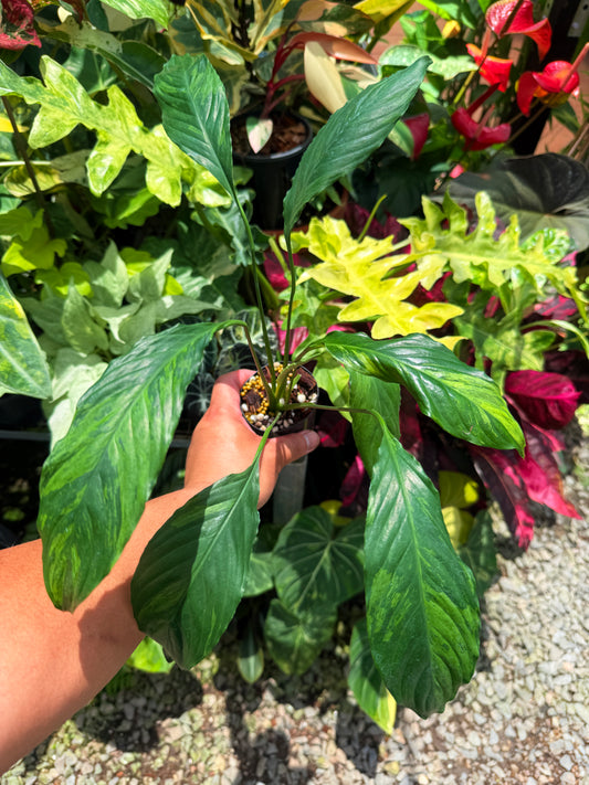 Spathiphyllum 'Aurea Peace Lily' U32