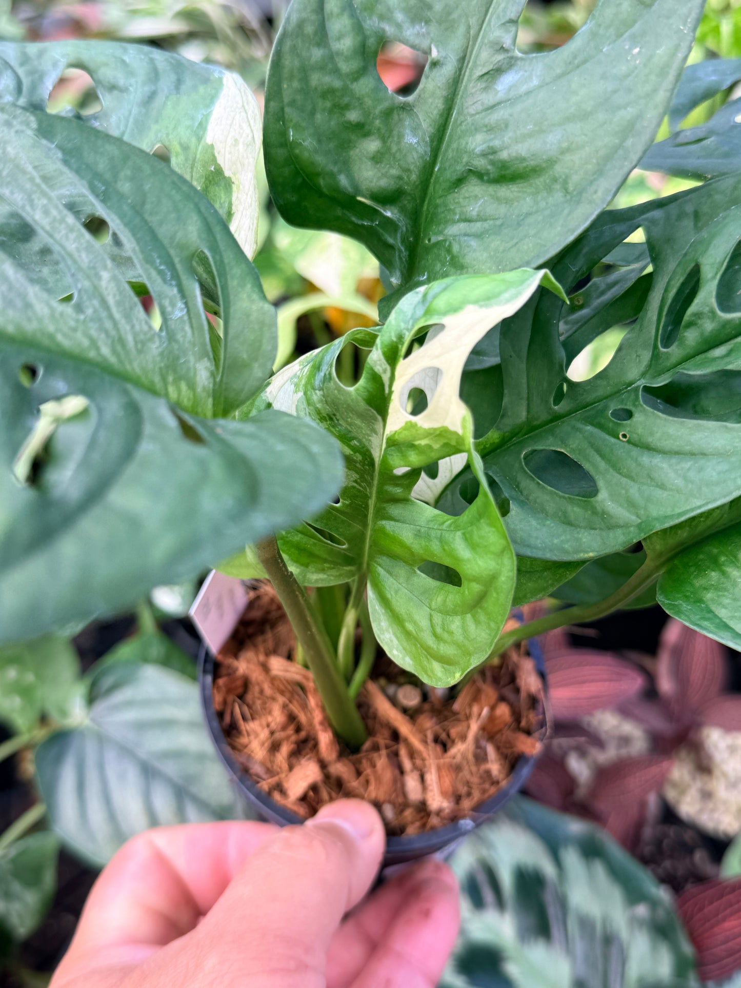 Monstera Adansonii Variegated Albo N25